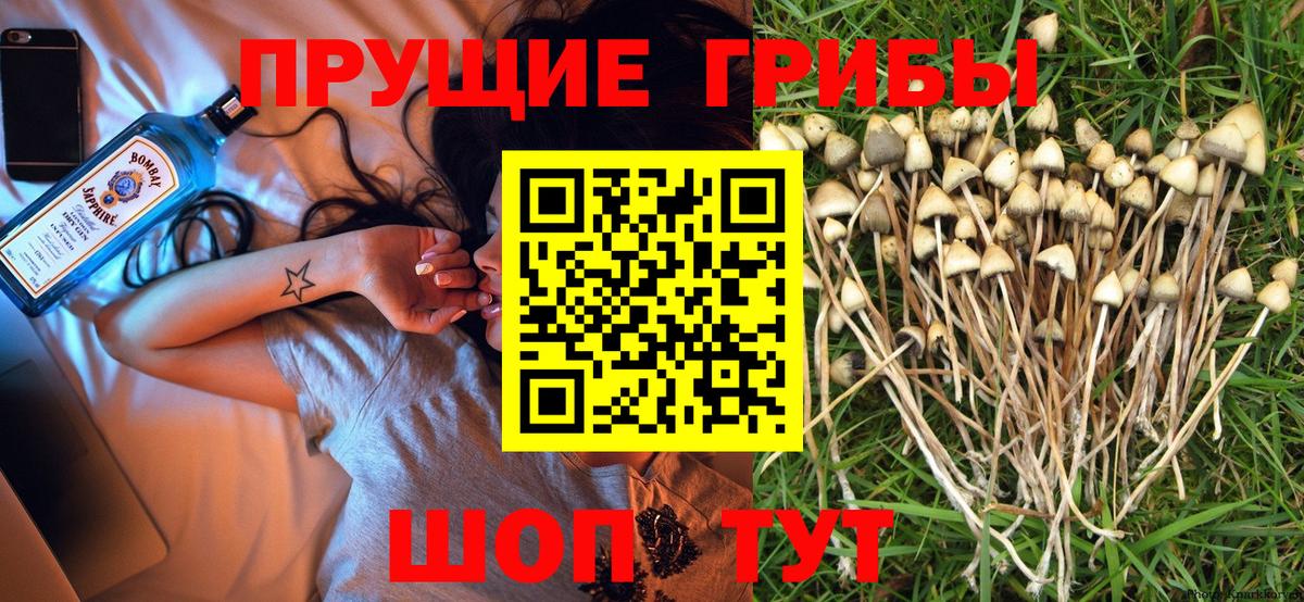 Михайловка  Псилоцибиновые грибы MAGIC MUSHROOMS  Вход с VPN 